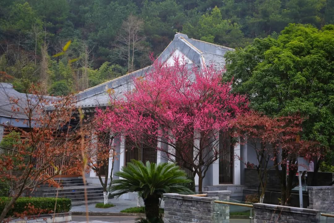 Plum blossoms in Full Bloom at Confucius Academy