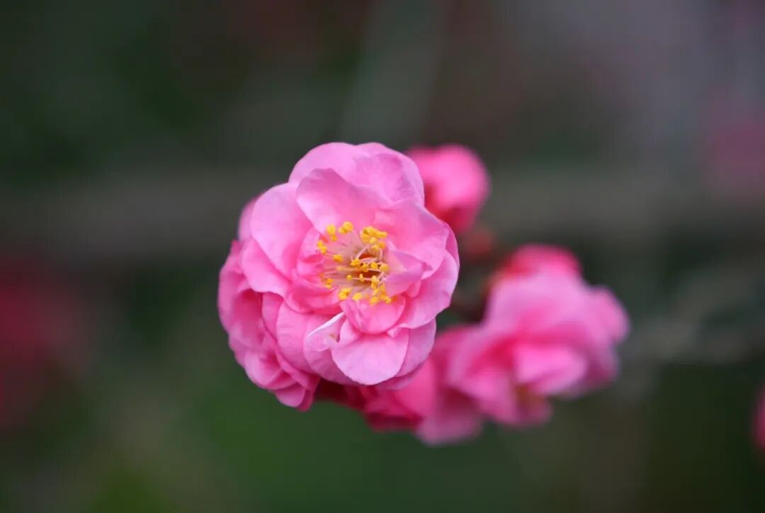梅映古堂香滿庭——孔學堂梅花迎盛花期