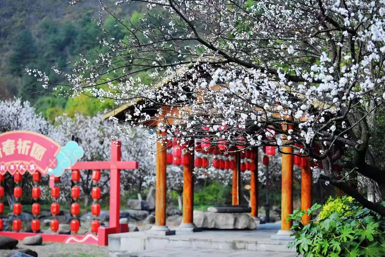 天気は快晴で春の三月、一路に咲く繁花に酔いしれて貴陽を楽しむ